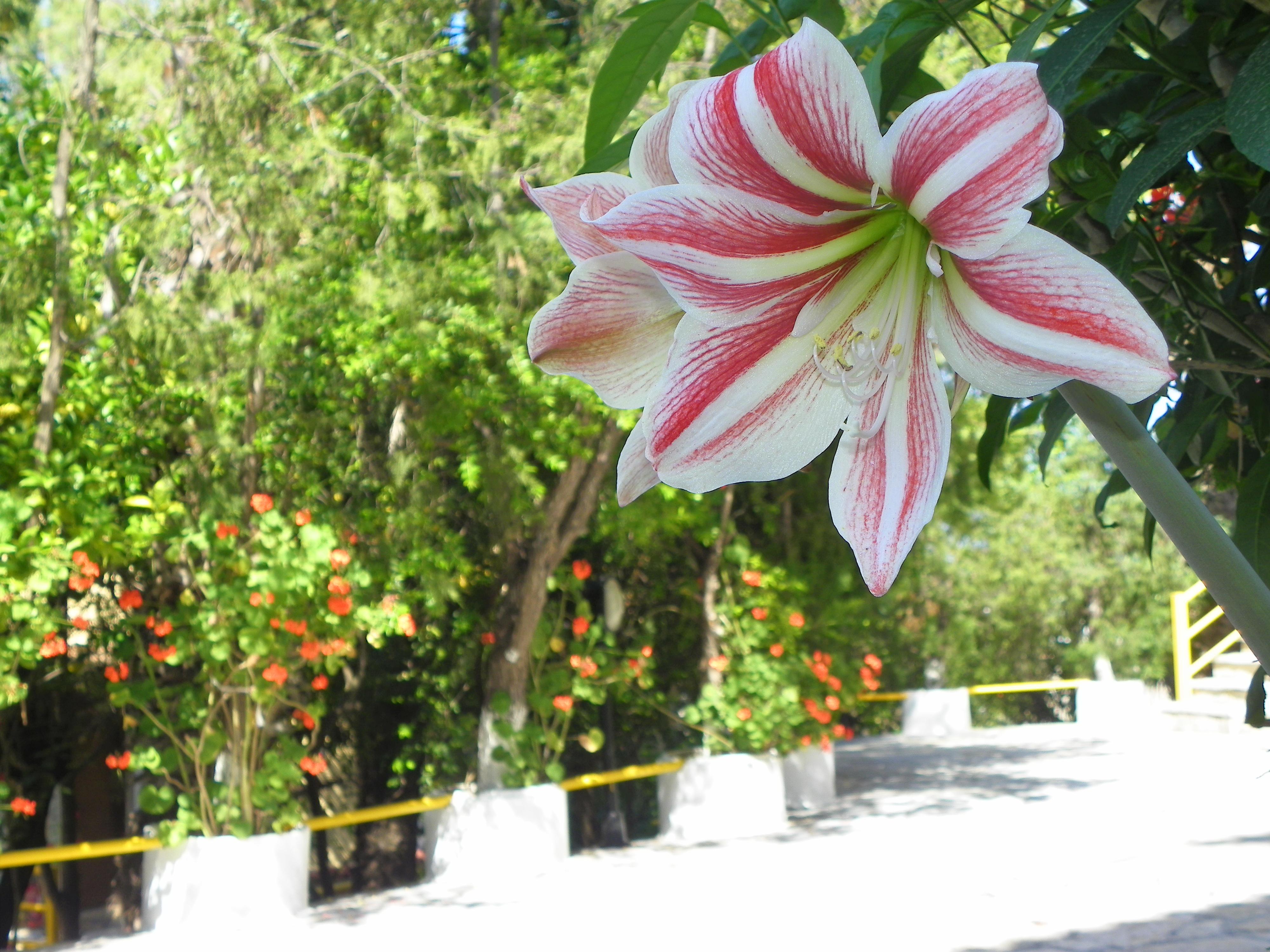 Mirabelle Hotel Argassi Dış mekan fotoğraf