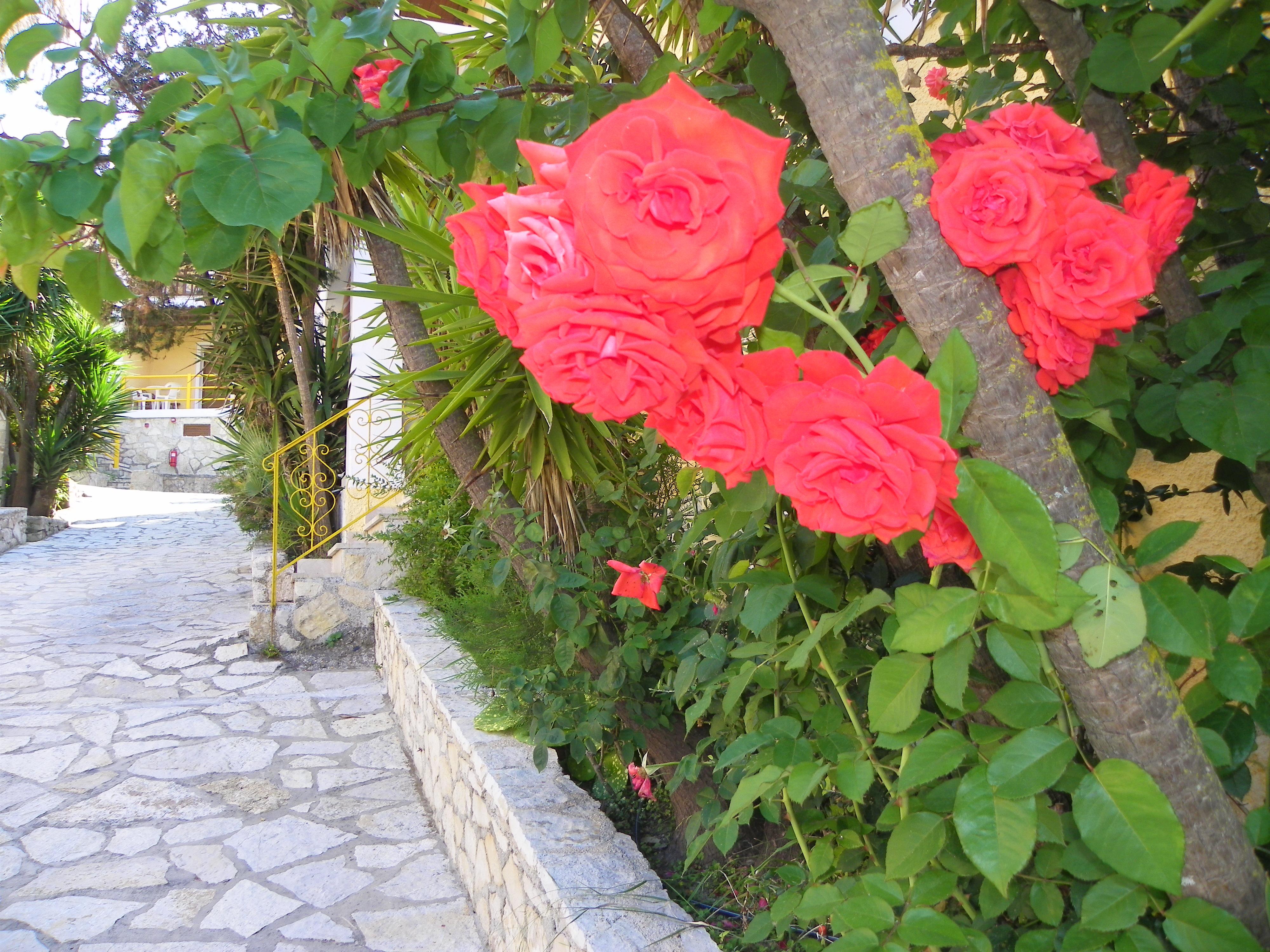 Mirabelle Hotel Argassi Dış mekan fotoğraf